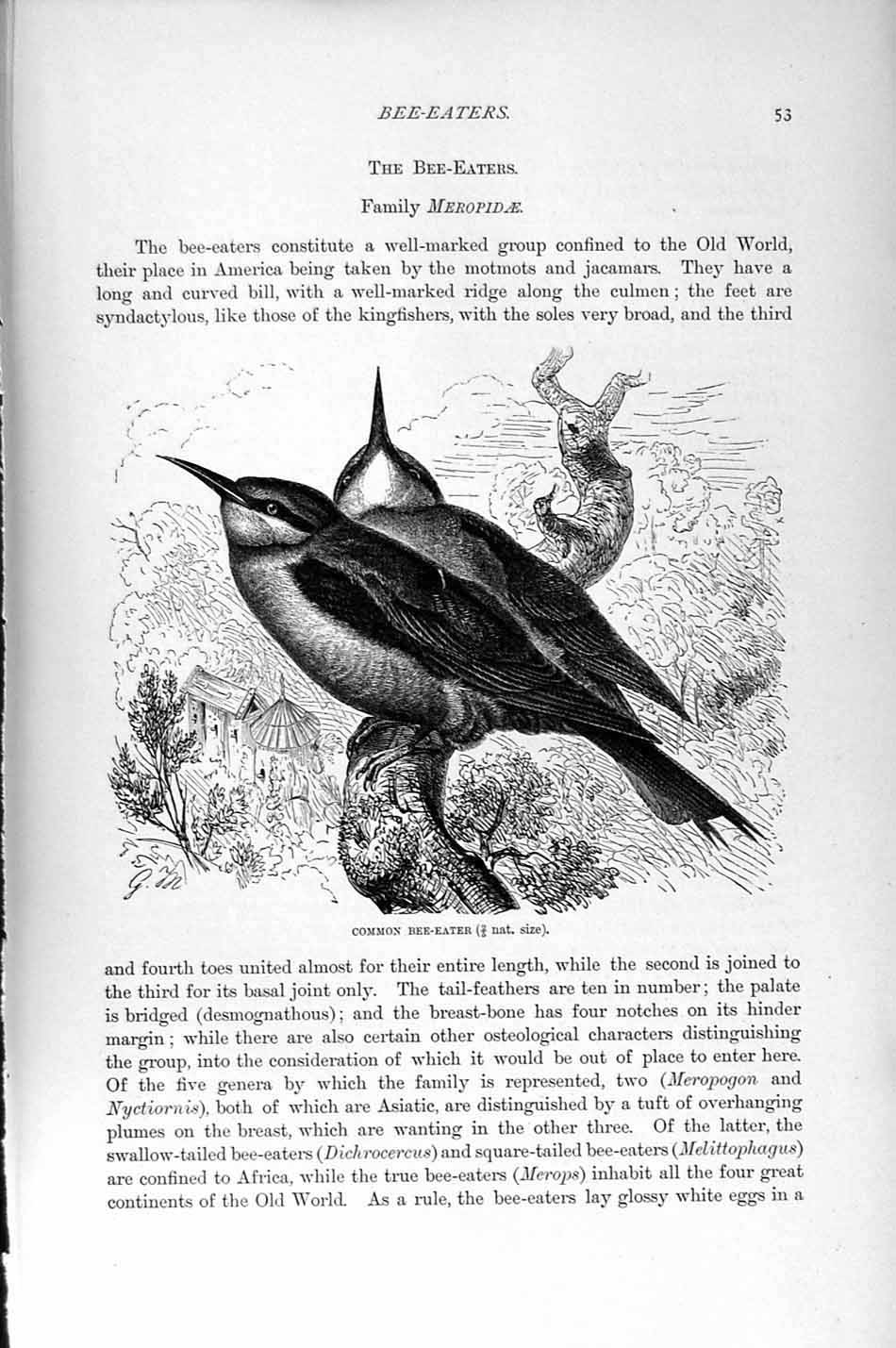 Old Antique Print Natural History 1895 Common Bea-Eater Meropidae Birds 19th