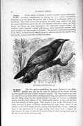 Original Old Antique Print Blue-Bearded Bee-Eater Bird Natural History 1895