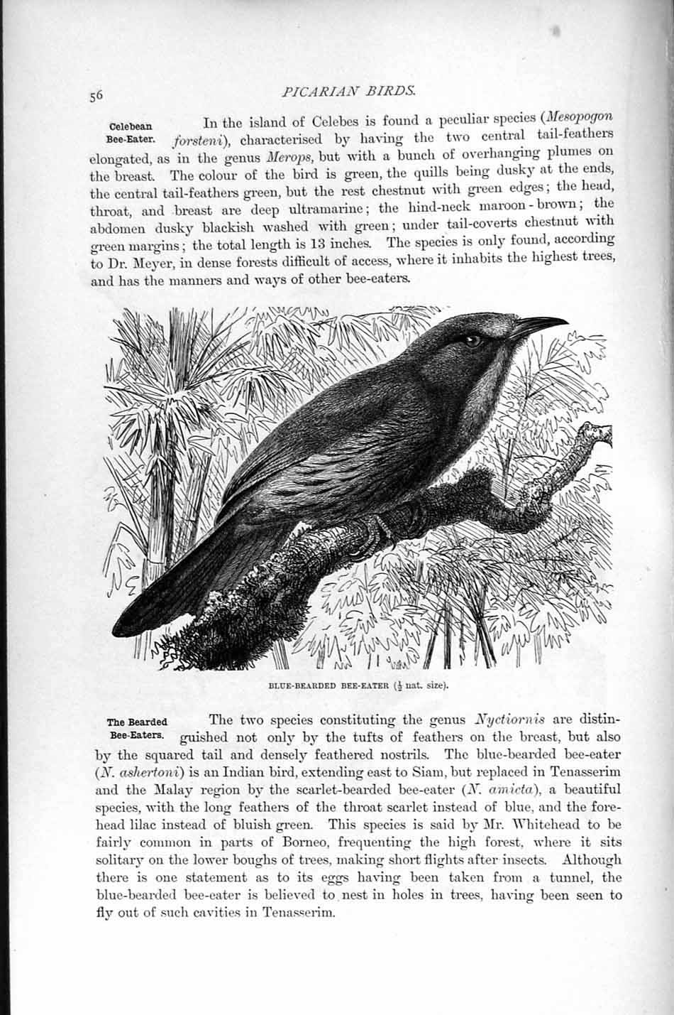 Original Old Antique Print Blue-Bearded Bee-Eater Bird Natural History 1895