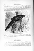 Original Old Antique Print Natural History 1895 Purple-Tailed Wood-Hoopoe Bird