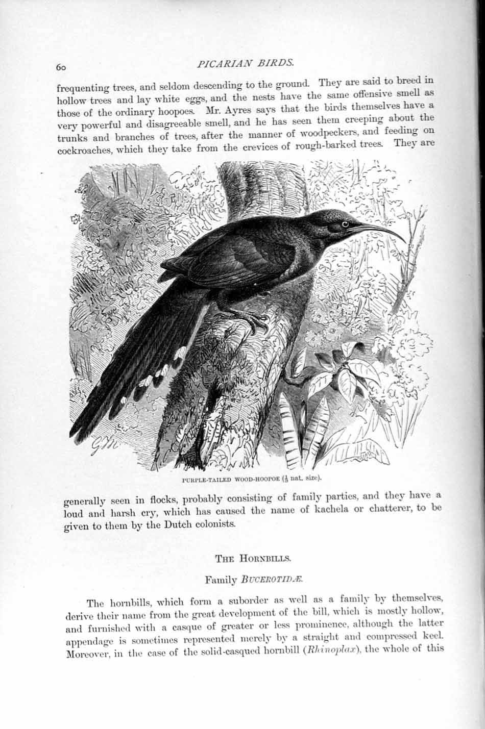 Original Old Antique Print Natural History 1895 Purple-Tailed Wood-Hoopoe Bird