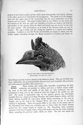 Original Old Antique Print Natural History 1895 African Trumpeter Hornbill Bird