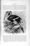 Original Old Antique Print Natural History 1895 Two-Horned Hornbill Birds 19th