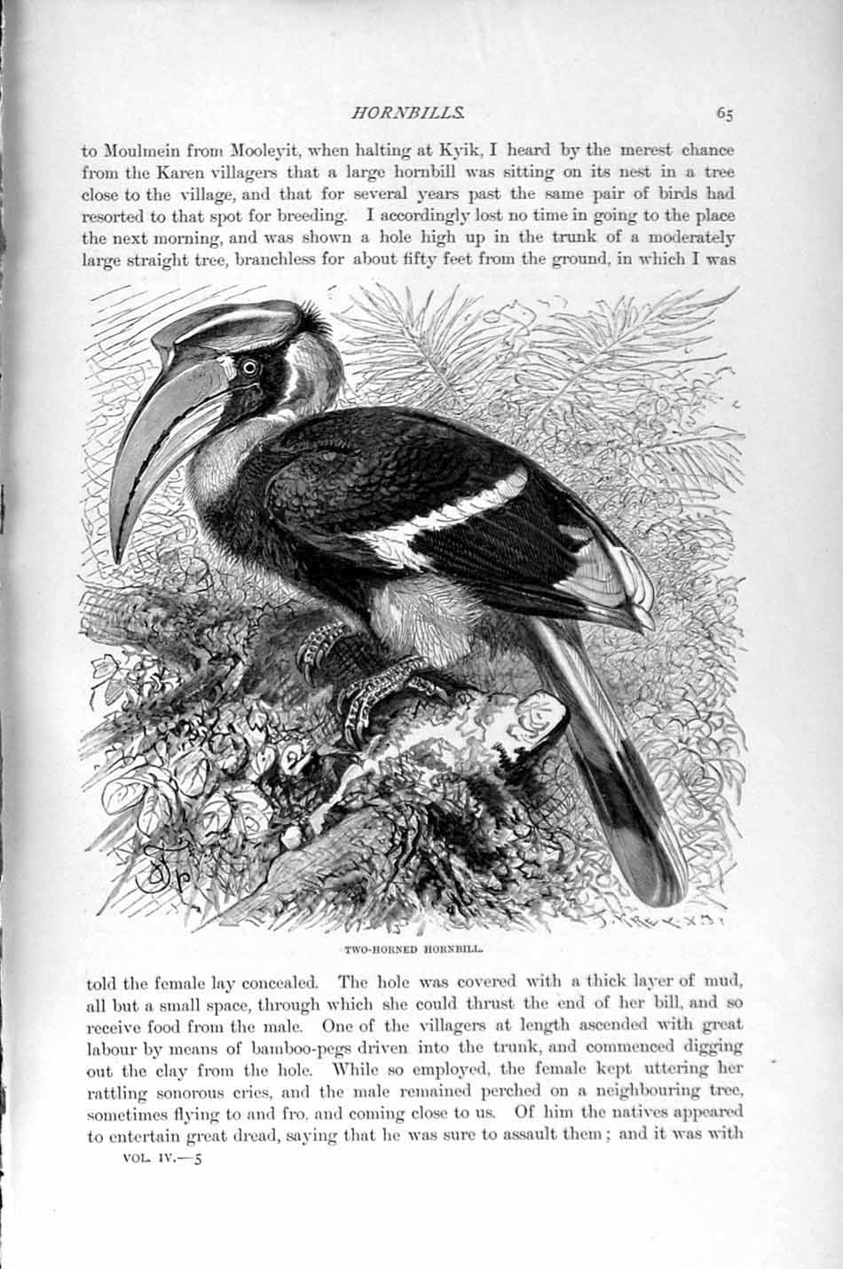 Original Old Antique Print Natural History 1895 Two-Horned Hornbill Birds 19th