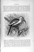 Original Old Antique Print Natural History 1895 Yellow-Billed Hornbill Bird
