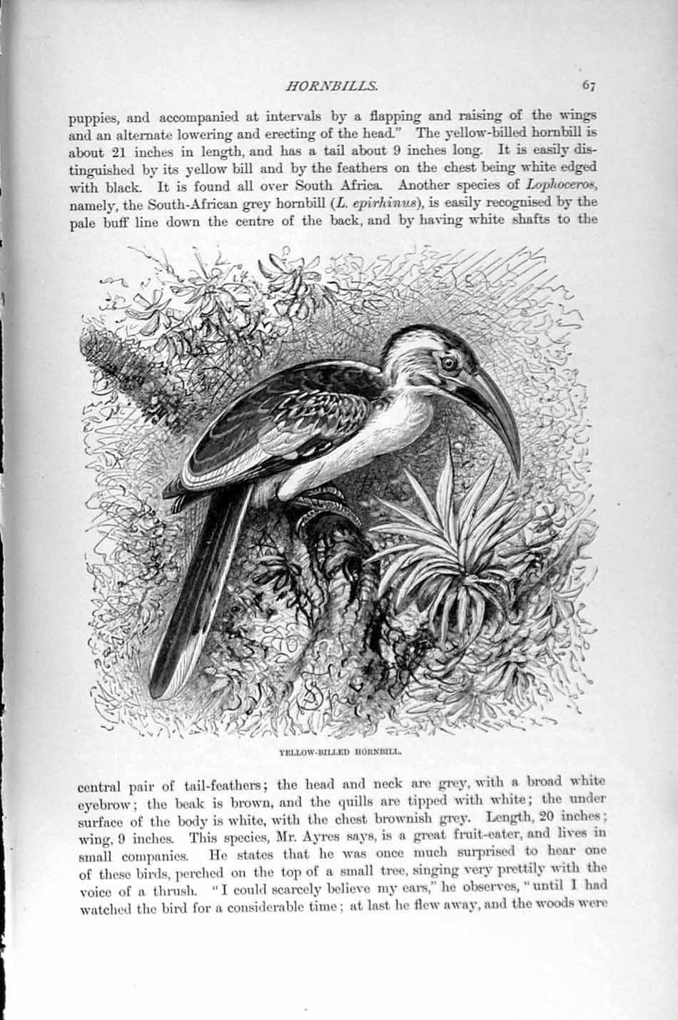 Original Old Antique Print Natural History 1895 Yellow-Billed Hornbill Bird