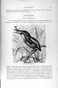 Original Old Antique Print Natural History 1895 Kingfisher Alcedinidae Bird