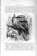 Old Antique Print Natural History 1895 Laughing Kingfisher Bird Picarian 19th