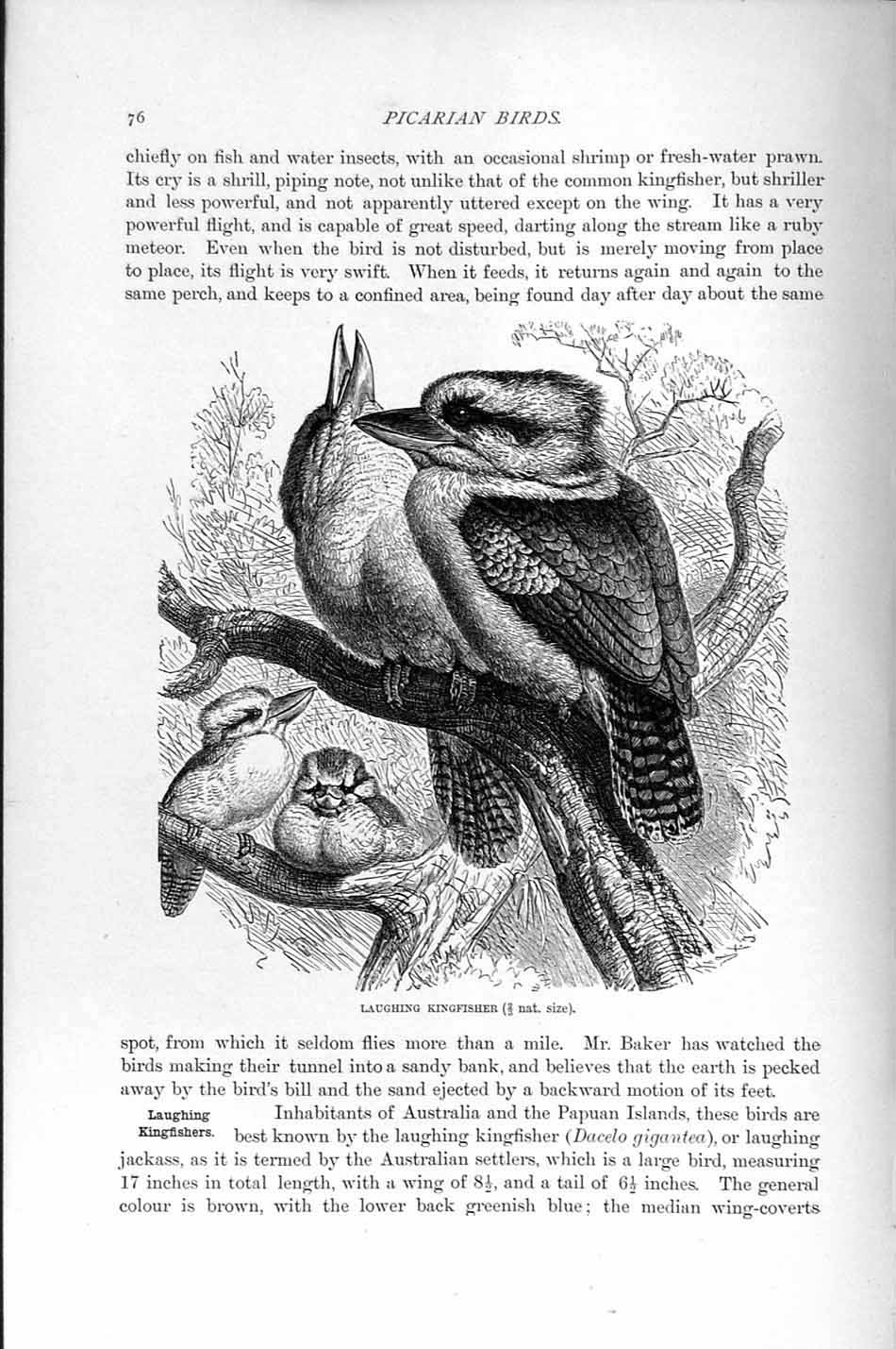 Old Antique Print Natural History 1895 Laughing Kingfisher Bird Picarian 19th