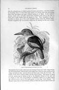 Old Antique Print Natural History 1895 African Kingfisher Picarian Bird 19th