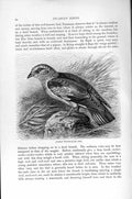 Original Old Antique Print Natural History 1895 Common Roller Picarian Bird