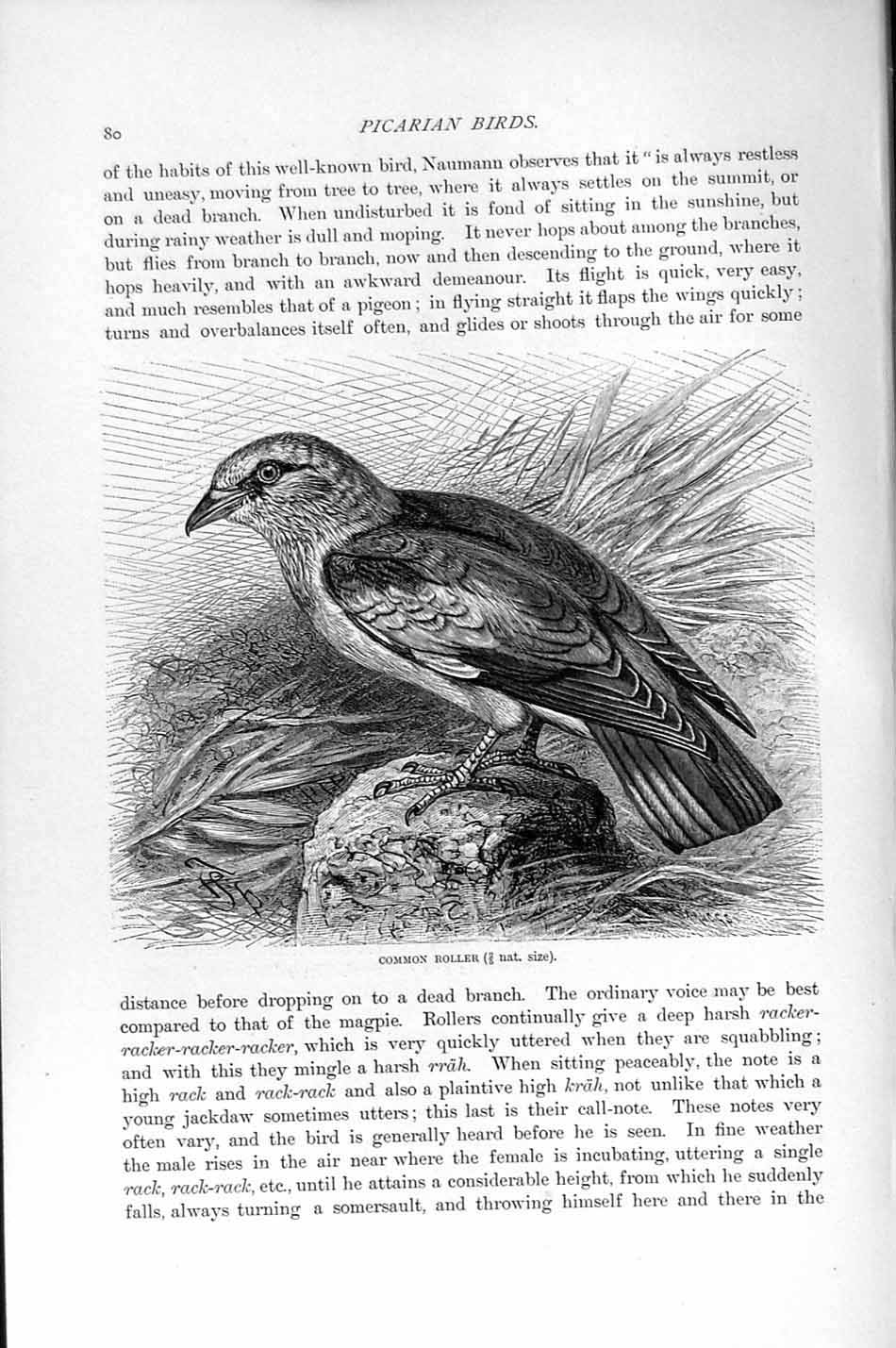 Original Old Antique Print Natural History 1895 Common Roller Picarian Bird