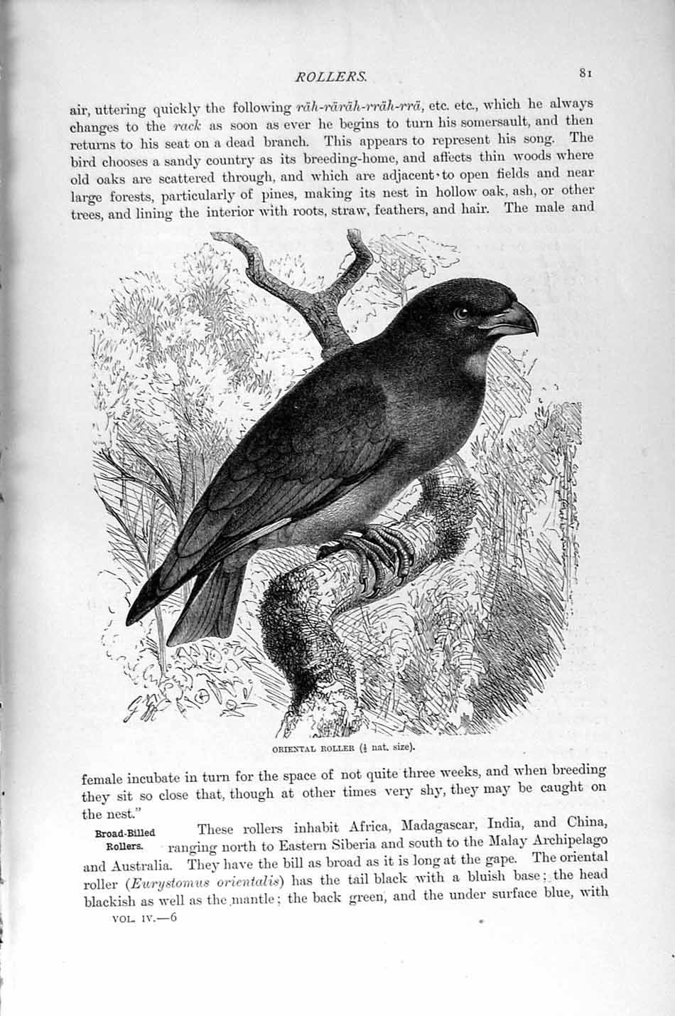 Old Antique Print Natural History 1895 Oriental Roller Bird Africa India 19th