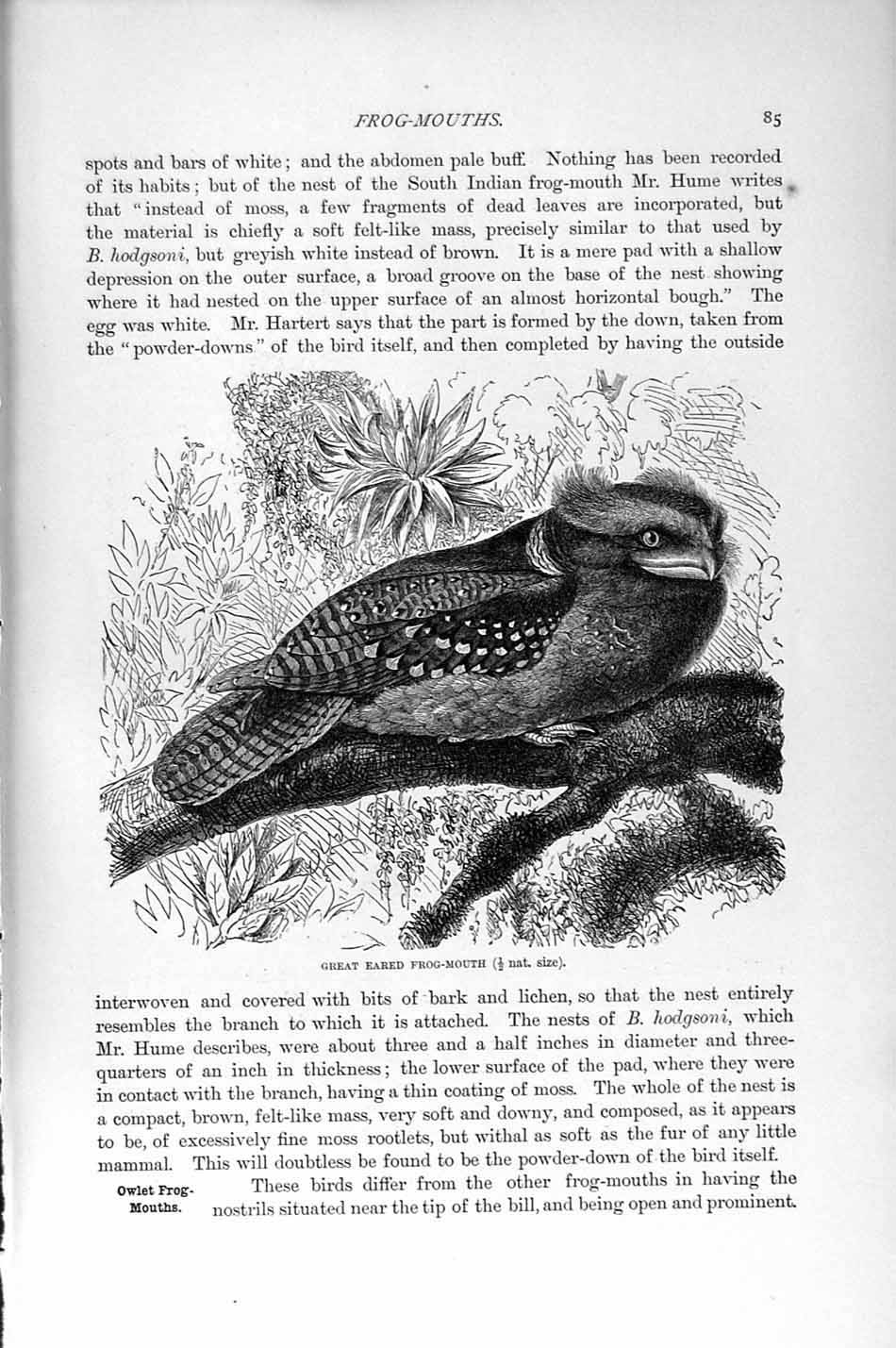 Old Antique Print Natural History 1895 Great Eared Frog-Mouth Owlet Bird 19th