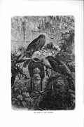 Original Old Antique Print Natural History 1895 Home Oil Bird Trees Victorian