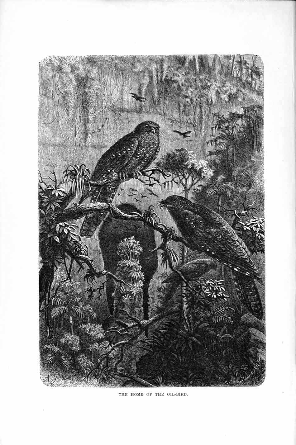 Original Old Antique Print Natural History 1895 Home Oil Bird Trees Victorian