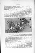 Original Old Antique Print Cockatoos Parrots Birds Natural History 1895 19th