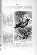 Original Old Antique Print Natural History 1895 Phillip Island Parrot Bird Lory