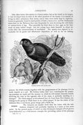 Old Antique Print Natural History 1895 Purple-Capped Lory Bird Loriquet 19th