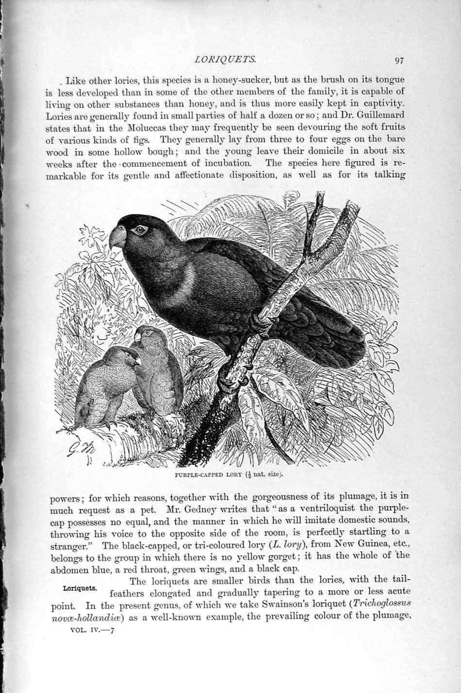 Old Antique Print Natural History 1895 Purple-Capped Lory Bird Loriquet 19th