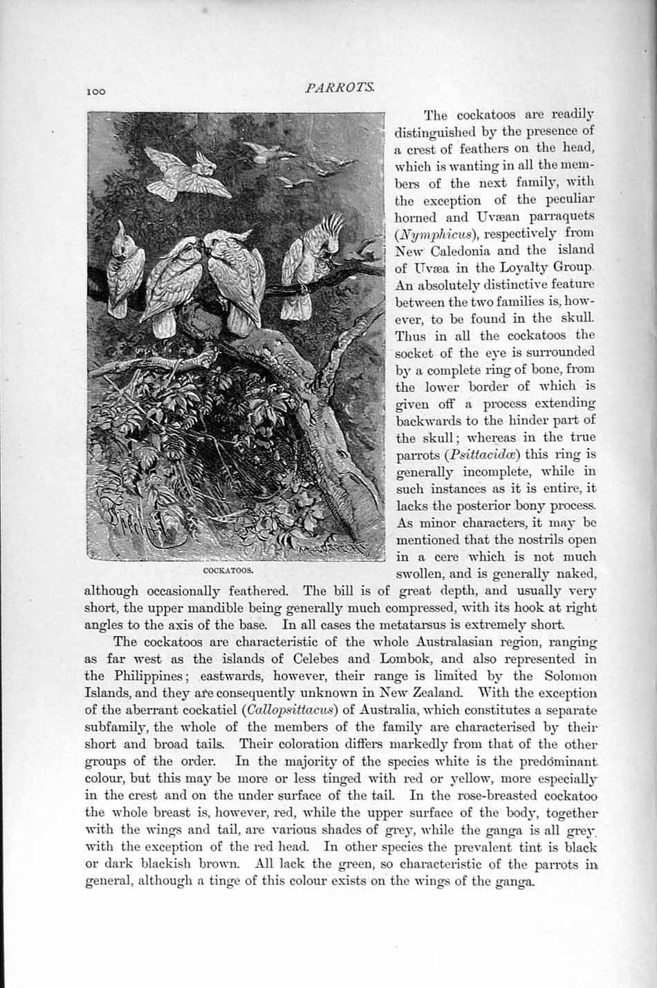 Original Old Antique Print Natural History 1895 Cockatoos Parrots Birds 19th