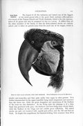 Original Old Antique Print Natural History 1895 Black Cockatoo Bird Parrot 19th