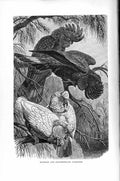 Old Antique Print Banksian Slender-Billed Cockatoo Natural History 1895 19th