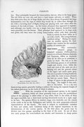 Original Old Antique Print Natural History 1895 Head Ducorps Cockatoo Bird 19th