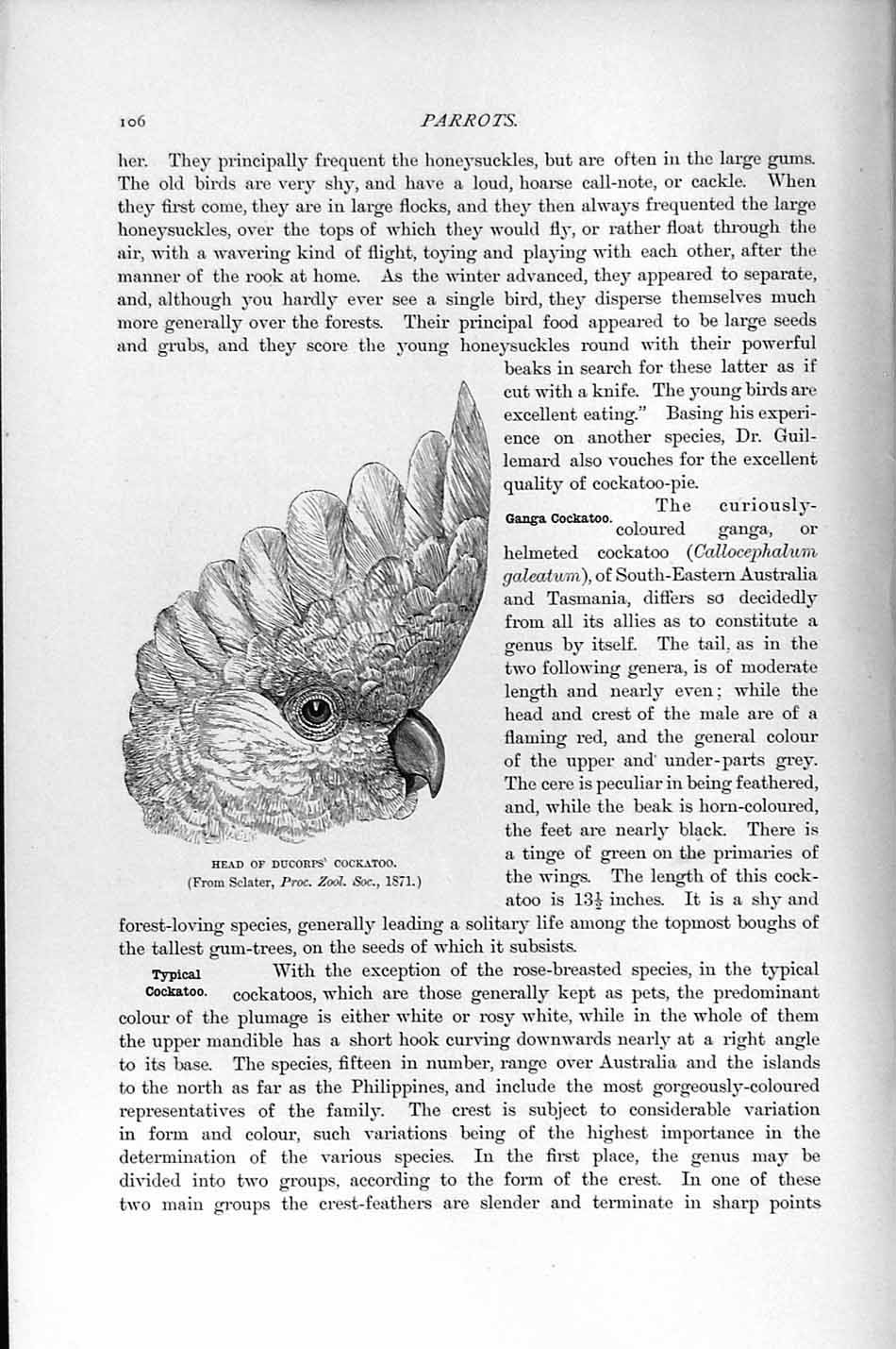 Original Old Antique Print Natural History 1895 Head Ducorps Cockatoo Bird 19th