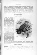 Original Old Antique Print Natural History 1895 Pigmy Parrot Bird Red-Capped