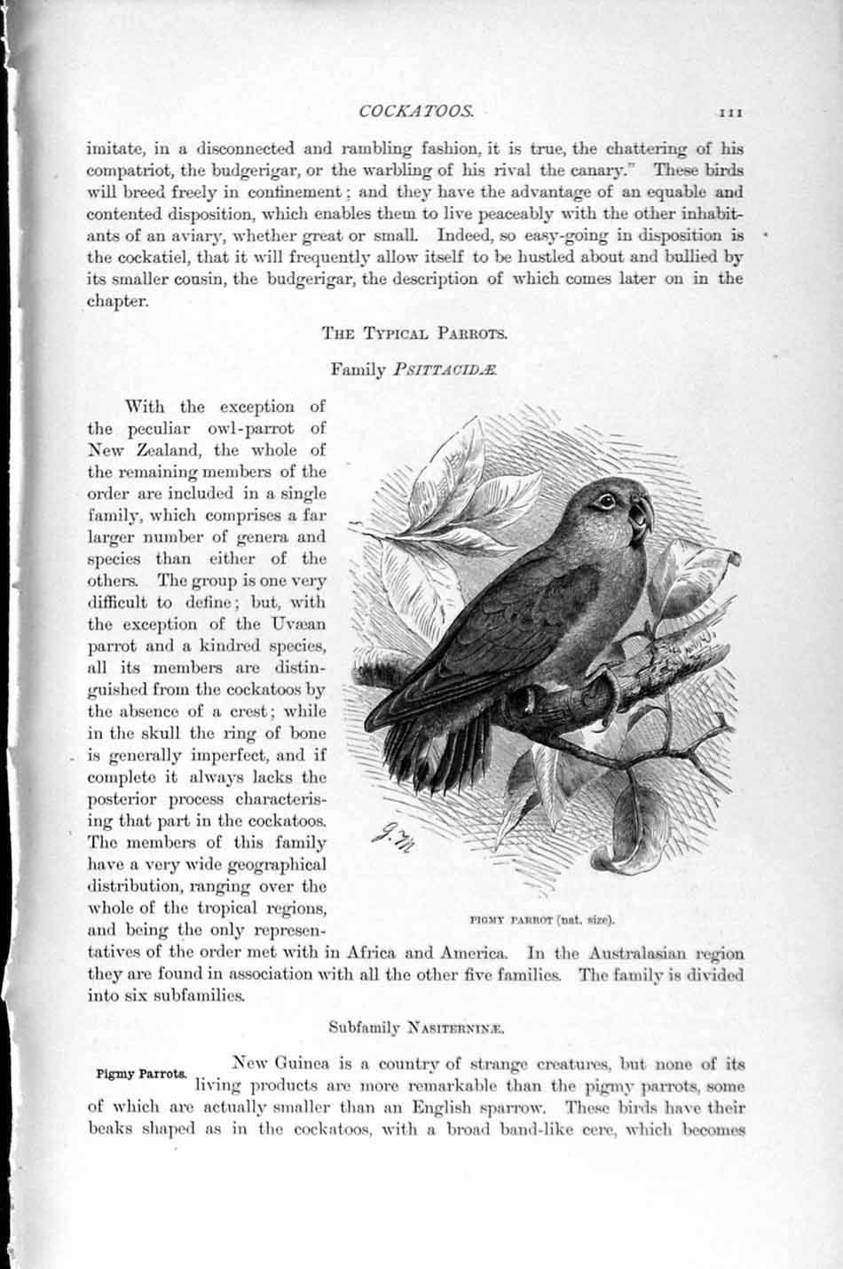 Original Old Antique Print Natural History 1895 Pigmy Parrot Bird Red-Capped