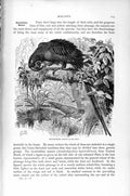 Original Old Antique Print Natural History 1895 Hyacinthine Macaw Birds 19th