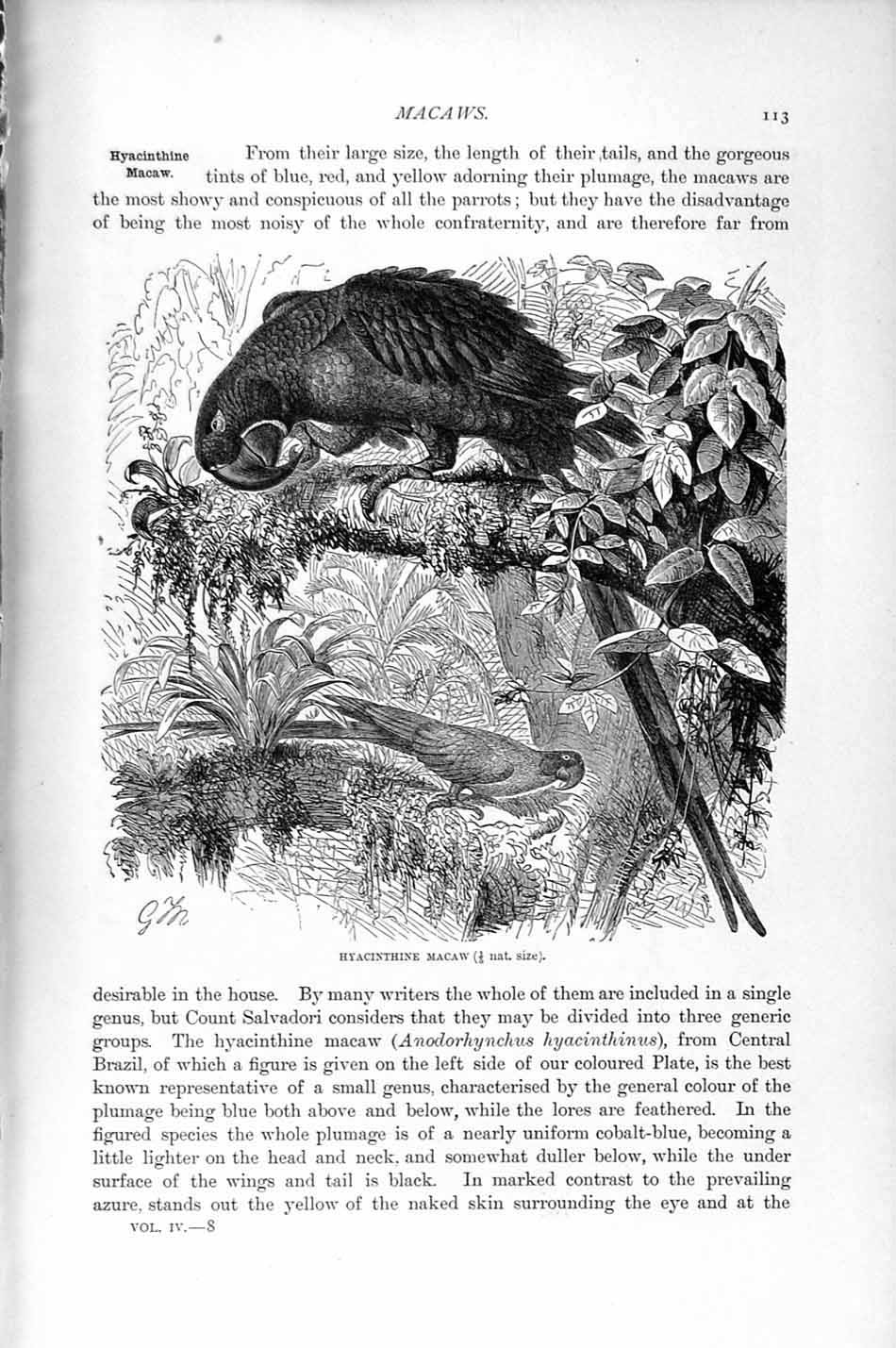 Original Old Antique Print Natural History 1895 Hyacinthine Macaw Birds 19th