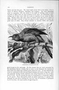Original Old Antique Print Natural History 1895 Slight-Billed Parraquet Bird