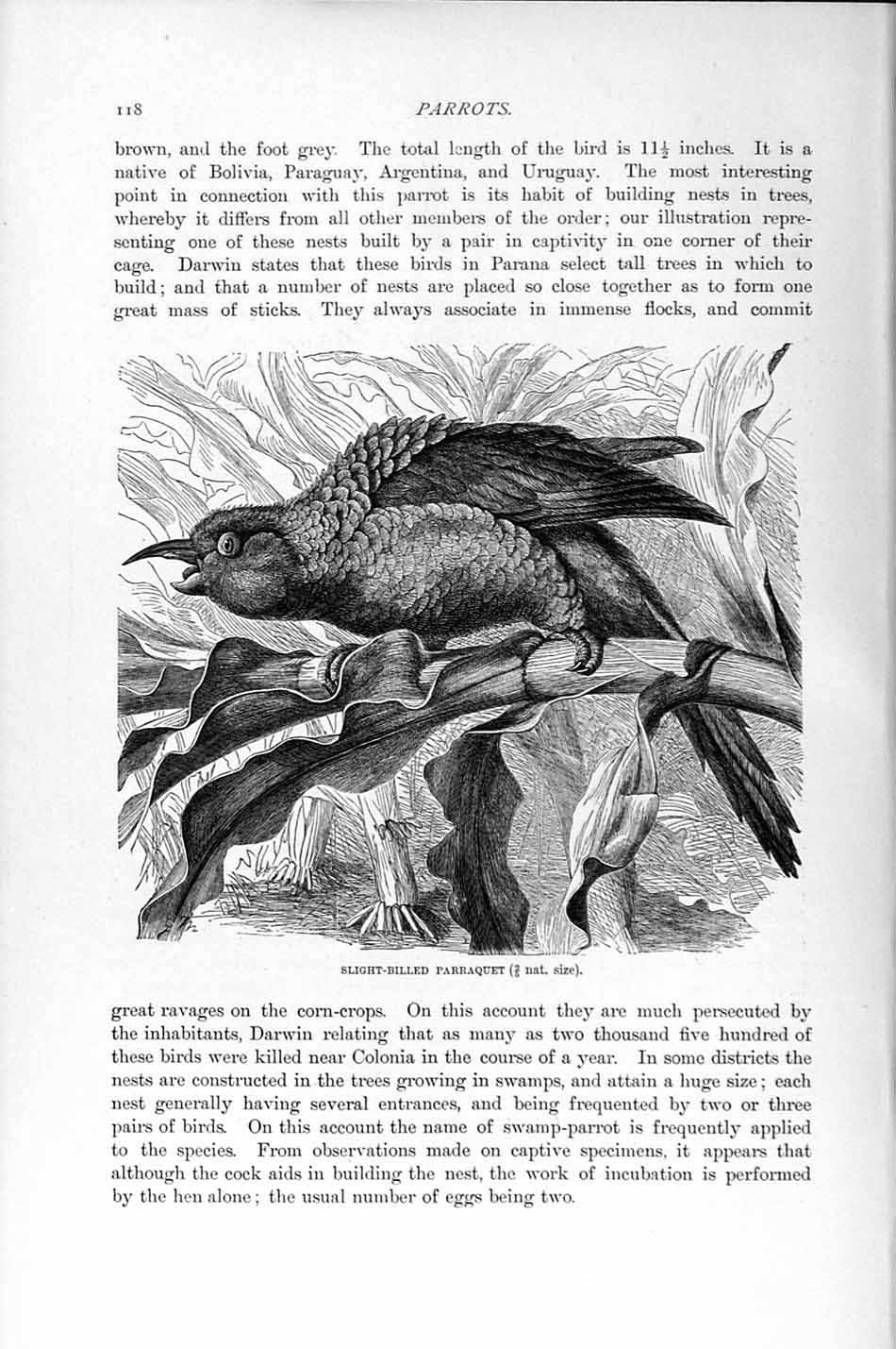 Original Old Antique Print Natural History 1895 Slight-Billed Parraquet Bird