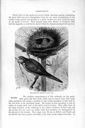 Original Old Antique Print Grey Breasted Parraquet Birds Natural History 1895