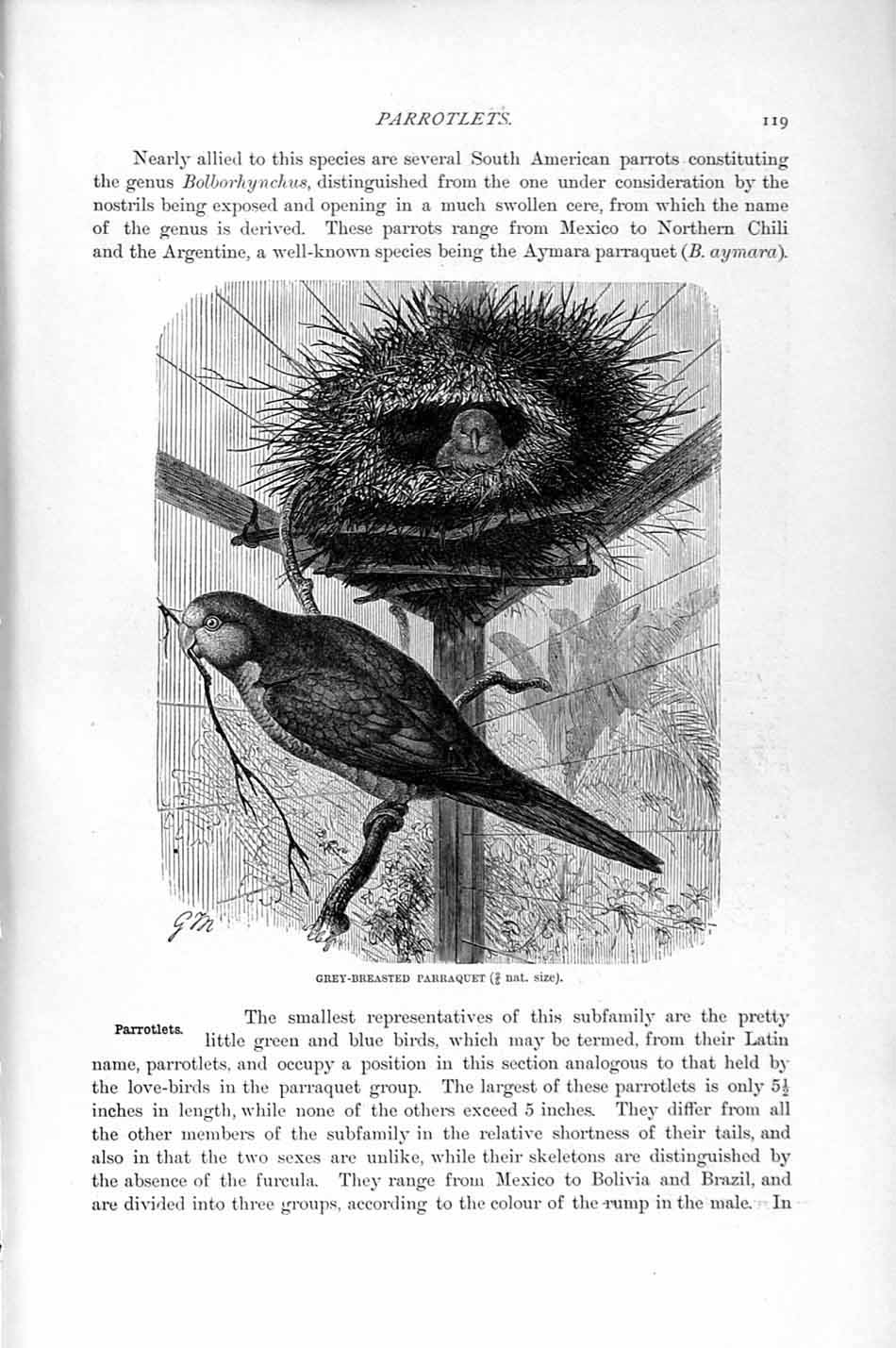 Original Old Antique Print Grey Breasted Parraquet Birds Natural History 1895