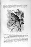 Old Antique Print Natural History 1895 All-Green Parraquet Parrot Birds 19th