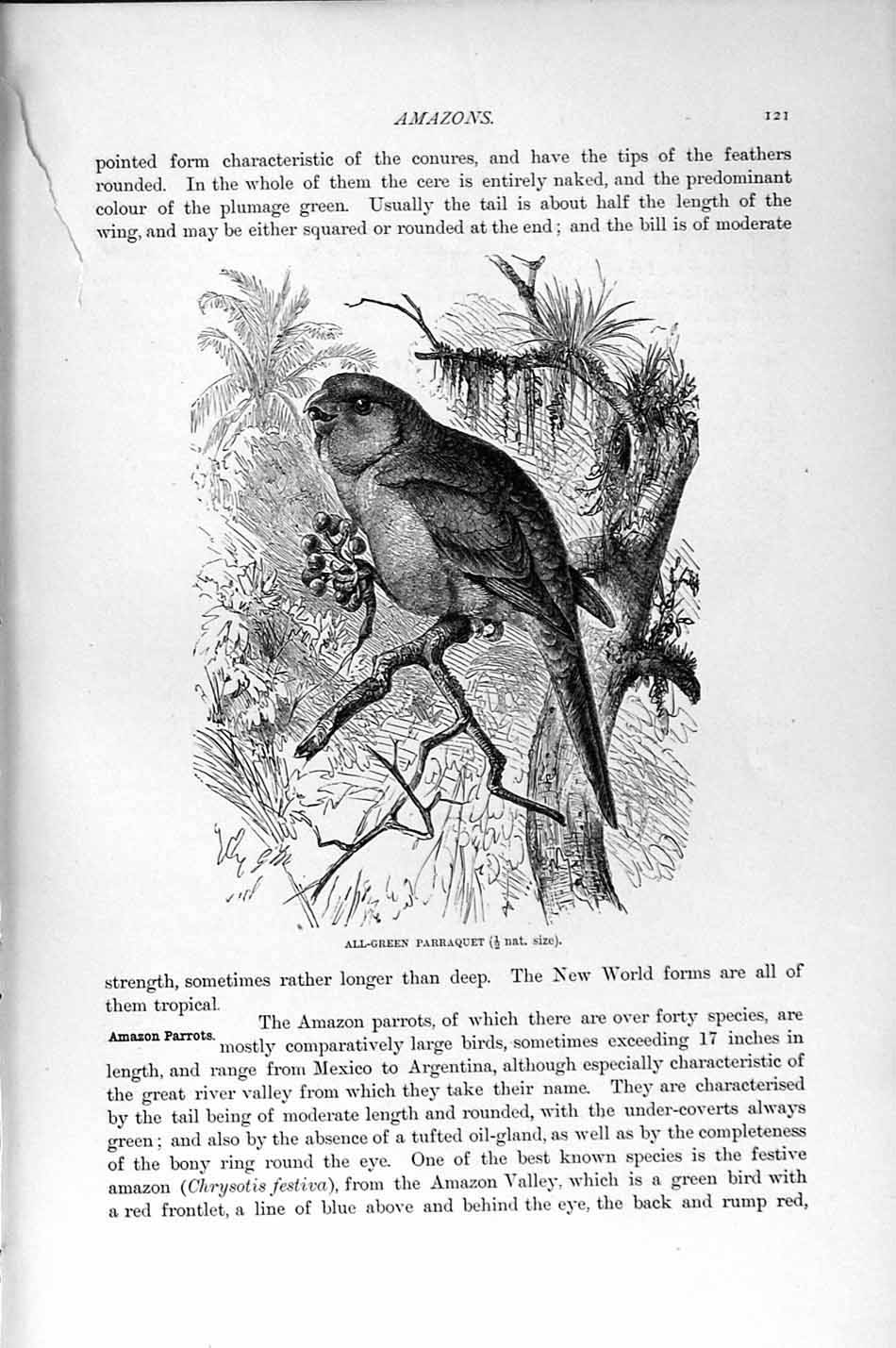 Old Antique Print Natural History 1895 All-Green Parraquet Parrot Birds 19th