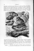 Old Antique Print Natural History 1895 Rosy-Faced Love-Birds Parrots Bird 19th