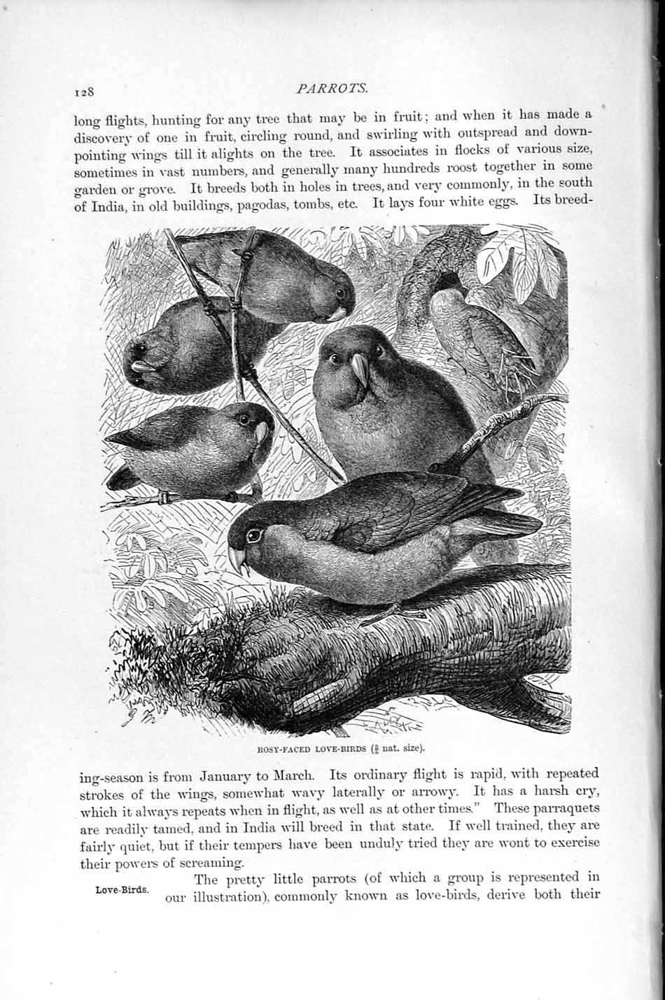Old Antique Print Natural History 1895 Rosy-Faced Love-Birds Parrots Bird 19th