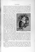 Original Old Antique Print Grey-Headed Love Birds Natural History 1895 Parrots