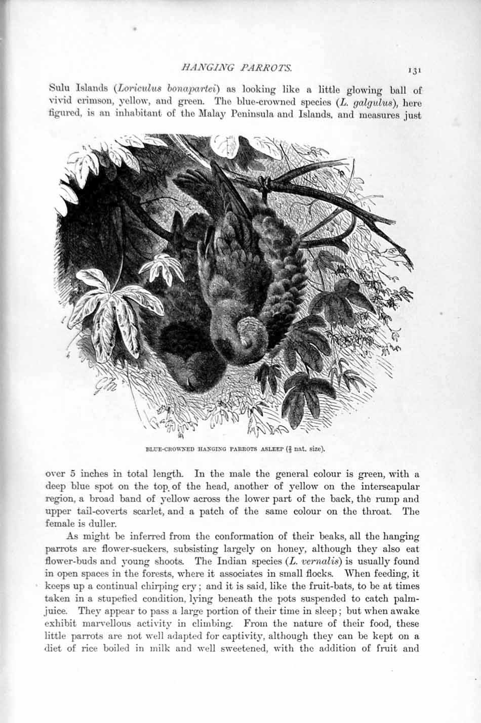 Original Old Antique Print Natural History 1895 Hanging Parrots Birds Broadtail