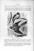 Old Antique Print Natural History 1895 Turquoisine Grass-Parraquet Parrot 19th