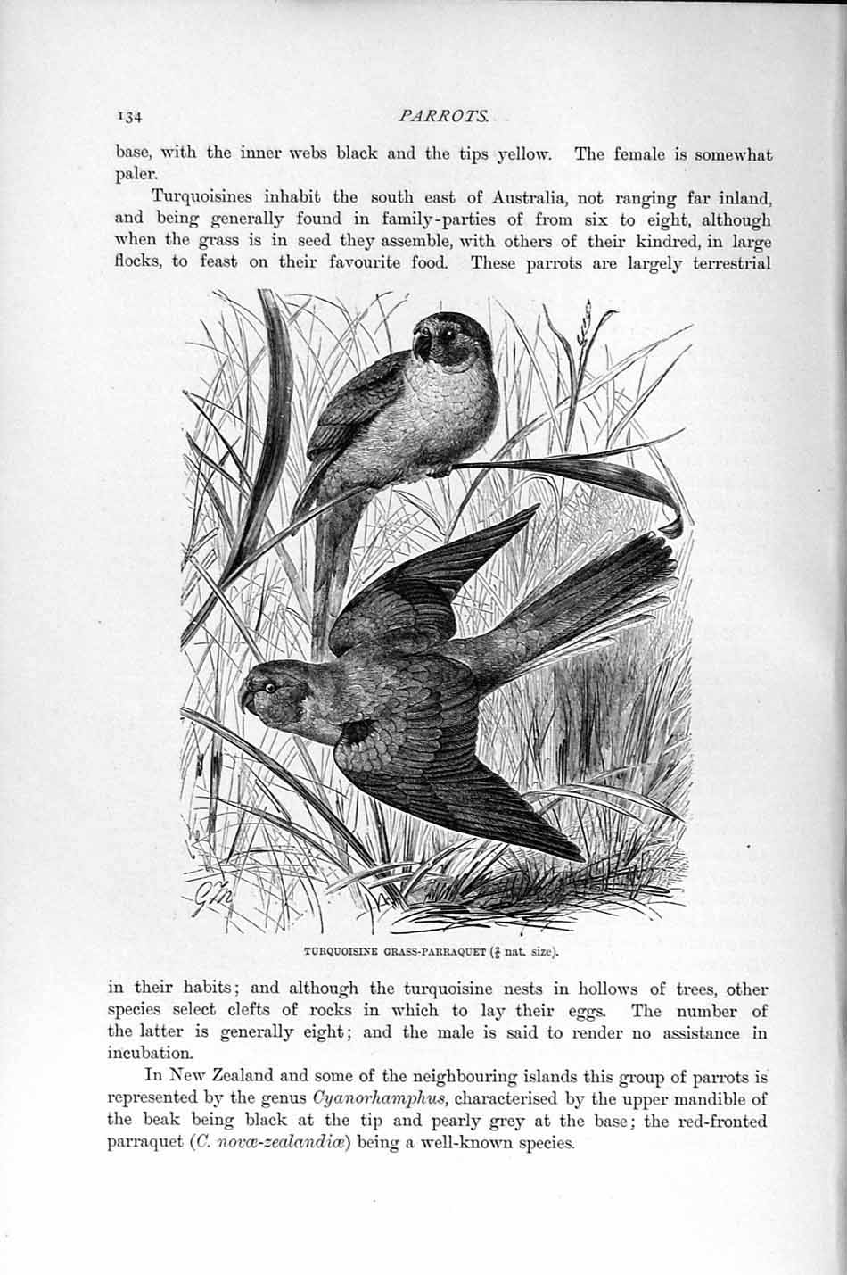 Old Antique Print Natural History 1895 Turquoisine Grass-Parraquet Parrot 19th