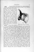 Old Antique Print Natural History 1895 Uvaean Parraquet Bird Budgerigars 19th