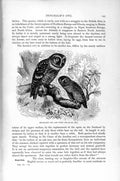 Original Old Antique Print Natural History 1895 Tengmalm Owl Pigmy Birds Tawny