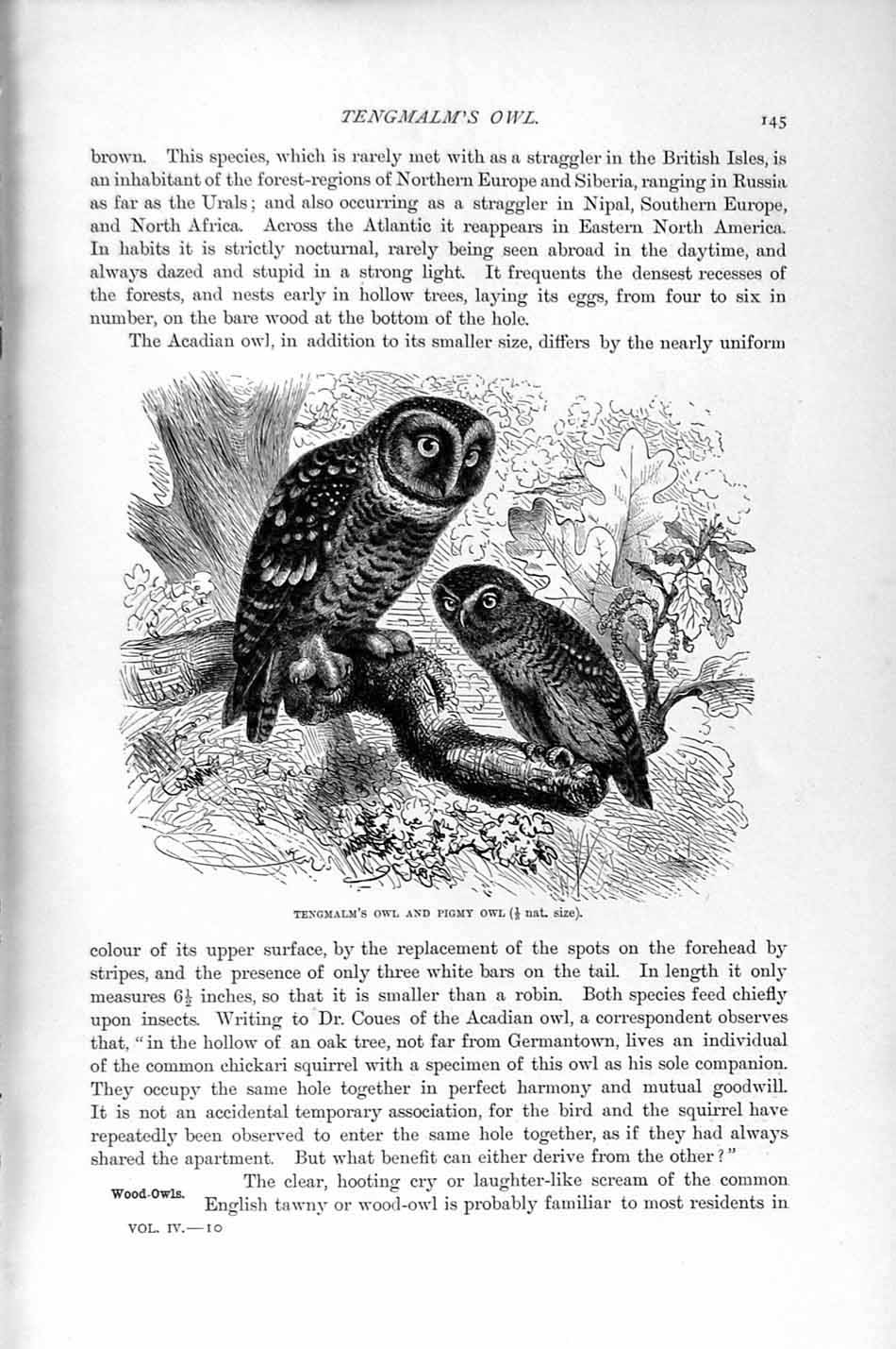 Original Old Antique Print Natural History 1895 Tengmalm Owl Pigmy Birds Tawny