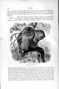 Original Old Antique Print Natural History 1895 Ural Owl Birds Prey Victorian