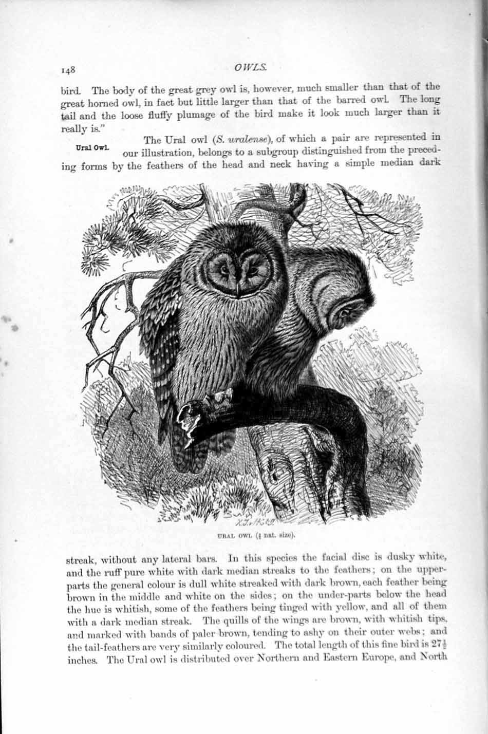 Original Old Antique Print Natural History 1895 Ural Owl Birds Prey Victorian